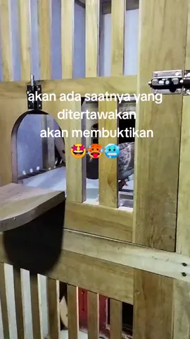 #merpatibalapsprint #merpatilumajang #lmj24jam #merpatistory🌻 #ppmbsiindonesia #merpatibalapindonesia #berandafyp 