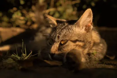 The cinematic cat shoot with a pure imagination. Shoot on Sony A6000 with Sony 35mm OSS. #cinematic #cinematiclook #colorgrading #cinematography  #videography #sonyalphaindonesia #sony #cinematicvideo #cat #bandung  #adobepremiere #nature #sinematografi #fyp #premierepro 