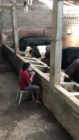 Katakatmu le nyeni cahhh🫡 #sapikonten #sapiberegolo12 #pitungofficia #boyolali24jam #boyolalitersenyum #fyppppppppppppppppppppppp #viral #foryoupage 