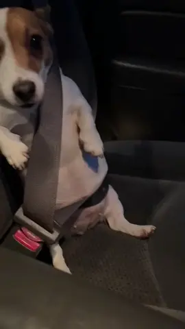 let's go on a trip 😁🐶 | #parati #fyp #cuteanimals #cute #animals #funny4nimals5 #funny #dog #trip 