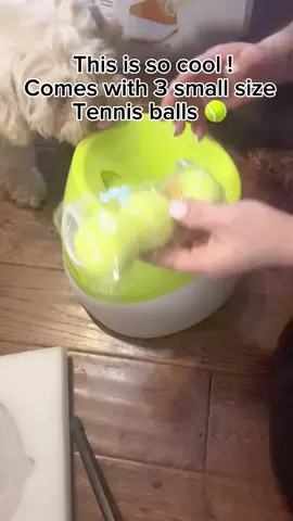 I just have to teach my dogs to bring the balls back 🤣 #traininginprogress #balllauncher #dogball #dogtoy #tiktokfinds #tiktokshopspringsale #dogmom #yorkie #poodlemix 