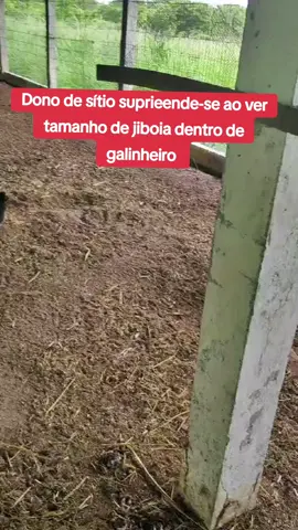 #jiboia #grande #serpente #sitio #galinha 