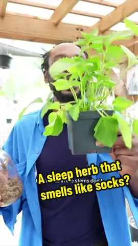An herb that smells like feet? 🤔 #valerian #valerianroot 
