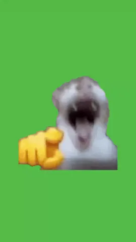 Cat laughing at you green screen #laughing #meme #fyp #fypシ #funny #catmeme #greenscreen #cat