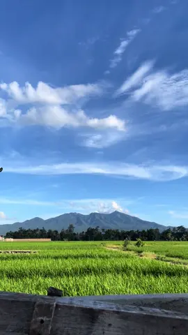 suasana disore hari                 #pringsewulampung #pringsewu#vibes 