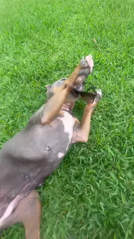 @Miss Peaches stole my sunglasses 3 straight times.  Fool me once shame on you.  Fool me twice shame on me.  Fool me three times belly kisses #misspeaches 