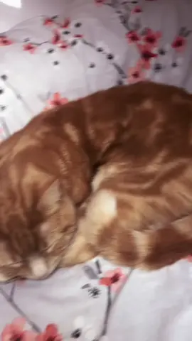 50M likes on chocolate and strawberries is crazy #Cute #cats #trending #viral #Simba_thefeline #Simba #OrangeCat #CatLovers #GingerKitten #kittens #zyxcba #foryoupage #FYP 