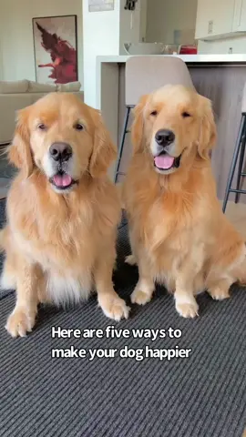 We the happiest boys 😄 #goldenretrieverlife Sound by @OUR ANIMALS 