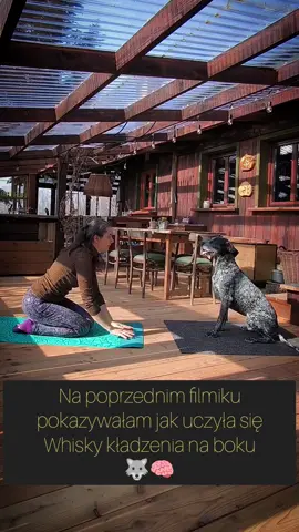 Nasze kładzenie na boku w dwie strony 😂🐺🧠🥰 Doggy Yoga 😂 We are laying on both sides 😂🐺🧠🥰 Doggy Yoga 😂 #yoga #pies #doglovers  #tiktokpolska #fyp #cute #polska #słodziak #joga #doasidopoland #treningzpsem #dog #DogTraining #imitation #practicemakesperfect 