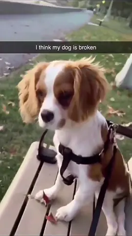 Funny and cute dogs compilation 🤣🤣🤣 #funnydog #funnypet #cutedog #dogoftiktok #doglover 