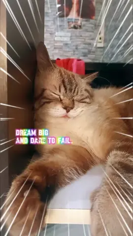 #CapCut Dream big and dare to fail.