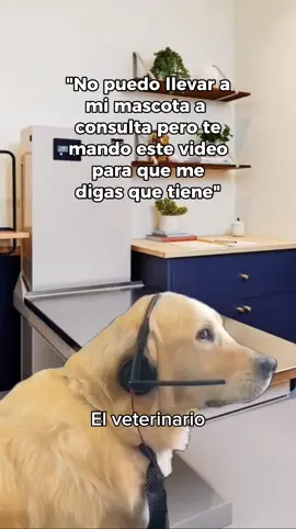 Mejor traiganlos a consulta 😅 #petsetmexico #clinicaveterinaria #veterinariaguanajuato #veterinario #humor #meme #fyp #petfriendly #parati 
