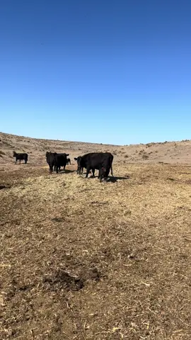 Just the average day for Mr.Fran on the ranch #ranchlife #farmlife #farmtok #cattle #farming #angus #teamslipper 