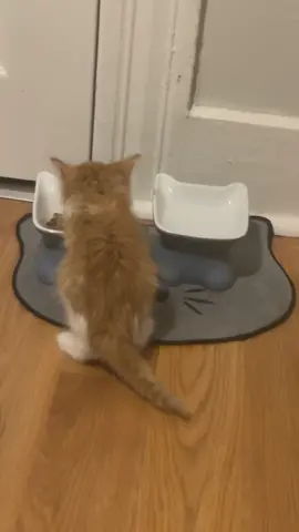 when my baby was a tiny kitten he would always make this noise when he eats. hes 7 months now 🥹 #cat #kitten #kittennoise #orangecat #cateating #kitty #tinykitten 