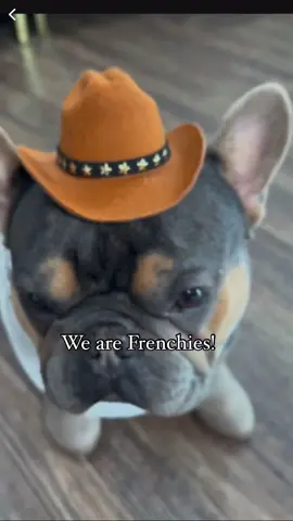 Kimbeyonce 🥔 Slice 🤠 #thefrenchiegoat #frenchie #frenchbulldog #dogs #dogsoftiktok #pets #PetsOfTikTok #animals #comedy #humor #beyonce #beyhive #texas #country 