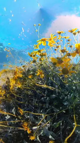 #brittlebush is a sign of #spring in the #sonorandesert I usually see them in our near a #desertwash what #beautiful #yellowflowers  filmed on @insta360 #insta360 #insta360x3 with #extendededitionselfiestick #invisibleselfiestick  #boomphotography #ajuggalonamedBoom #quartzsite #arizona #a2z #desertflowers #desertwildflowers #wildflowers 