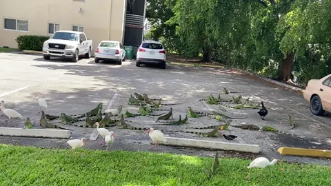 #iguana #miami #florida #iguanaremovel #thecnlfamily #thecnlfamilyremovel 