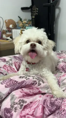 #bichonmaltese #bichon #puppylife #fyp #foryou #puppy #babydog #dog #puppylove #pufosenie 