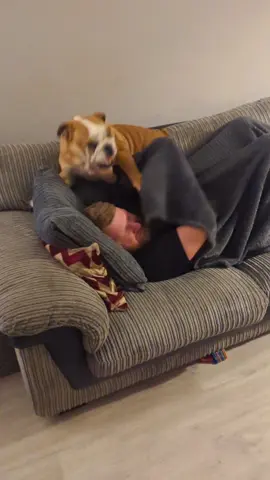 Diego has no chill 😅 #bulldogpabs #diegothebully 