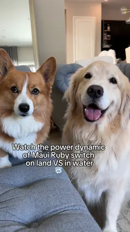 Ruby is not as scary when in the pool #dogsoftiktok #corgis #sassydog #goldenretriever #Siblings 