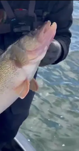 Giant Green Bay Walleye! Watch New Piscifun Youtube Video! 