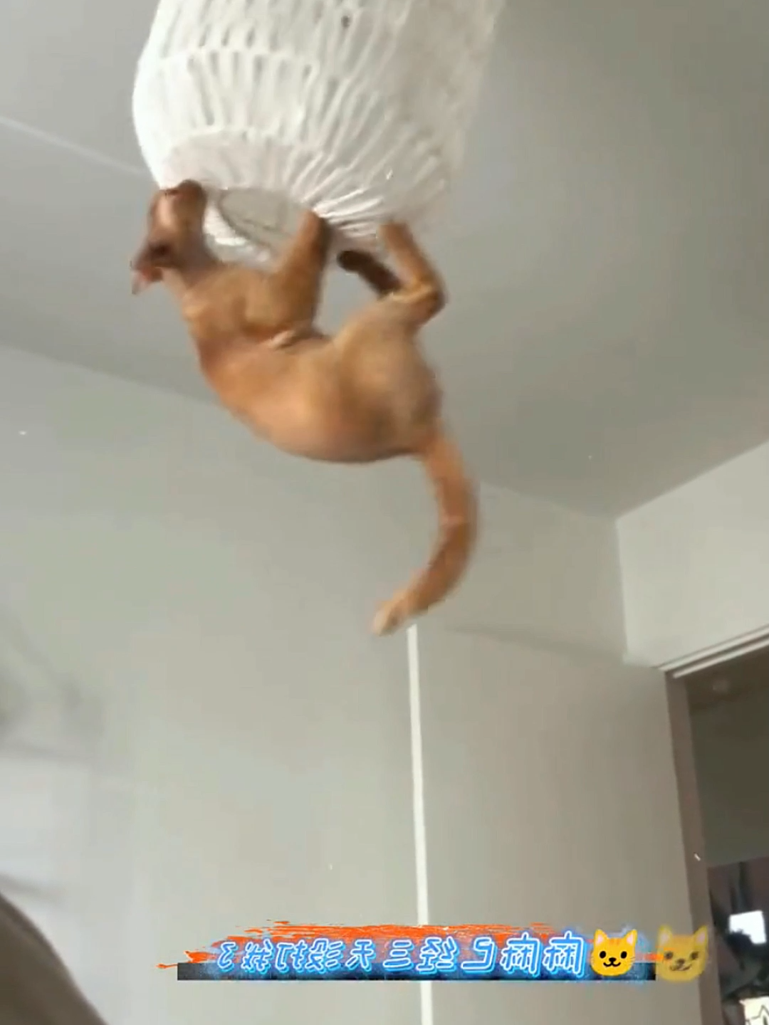 😂#cat #cats #catsoftiktok #petlove #catsvideo #catlover #pet #Love #cute #lovecat #fypシ゚viral #fypageシ #fyp #foryoupage #foryou