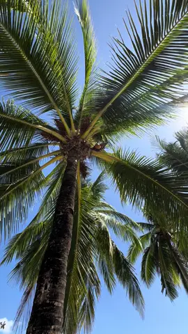 Malcapuya Island, Coron Palawan #moana #island #ocean #travel #palawan 