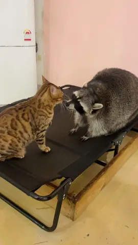 #건대 #미어캣족장 #핫플 #데이트 #seoul #raccoon #アライグマ 