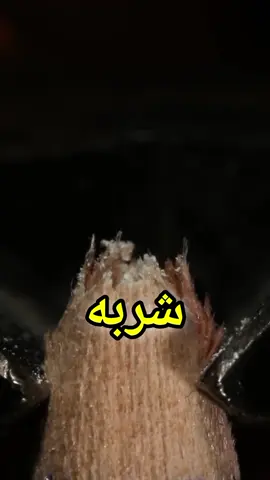 #الاردن #الاردن #تركيا #مصر #السعودية🇸🇦 #قطر🇶🇦 #الامارات #الكويت #حقائق_ومعلومات #حقائق_عشوائية #حقائق_غريبة #معلومات #حقائق 