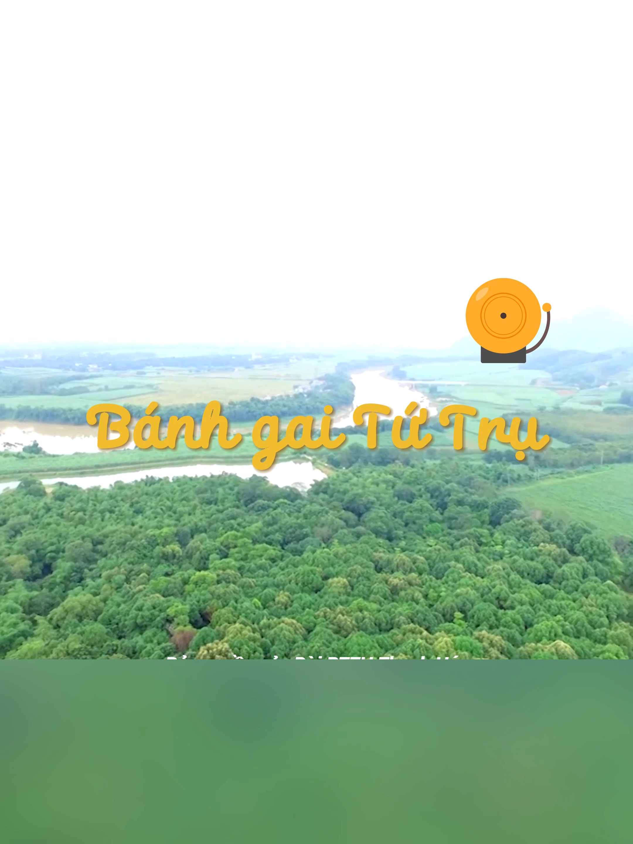 Bánh gai Tứ Trụ là đặc sản không thể thiếu trong bản đồ ẩm thực xứ Thanh. Món bánh dân dã, đậm đà vị quê khiến bất cứ ai thưởng thức cũng gật đầu tấm tắc khen ngon. Theo lời kể của những người dân làng Mía ở Thọ Xuân, trước đây loại bánh gai này được dâng lên tiến vua và chỉ được làm vào những ngày lễ, Tết, dịp quan trọng. Nhưng về sau này, nhu cầu của người mua ngày càng cao, vì vậy làng nghề sản xuất quanh năm để đáp ứng cho những cơ sở bán đặc sản hoặc phục vụ khách du lịch mua về làm quà. Tên bánh gai Tứ Trụ xuất phát từ những năm 1940, khi người làng Mía mang bánh gai đi bán ở phố Tứ Trụ (thuộc xã Thọ Diên, huyện Thọ Xuân ngày nay), người mua quen miệng thường gọi là bánh gai Tứ Trụ. Vậy nên từ đó, bánh gai làng Mía mang một cái tên mới và trở thành món đặc sản Thanh Hóa ngon trứ danh, nổi tiếng khắp mọi miền đất nước.  cre: DPTTH TH #Halo #halothanhhoa #tutru #banhgaitutru #banhgaitutruthanhhoa