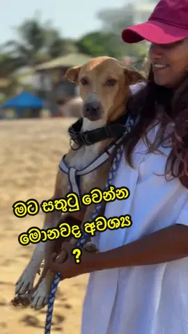 එච්චරයි 🤍  #beach #aesthetic #audio #sinhalaaudio #sinhalamusic #srilanka #dog #srilankadog 