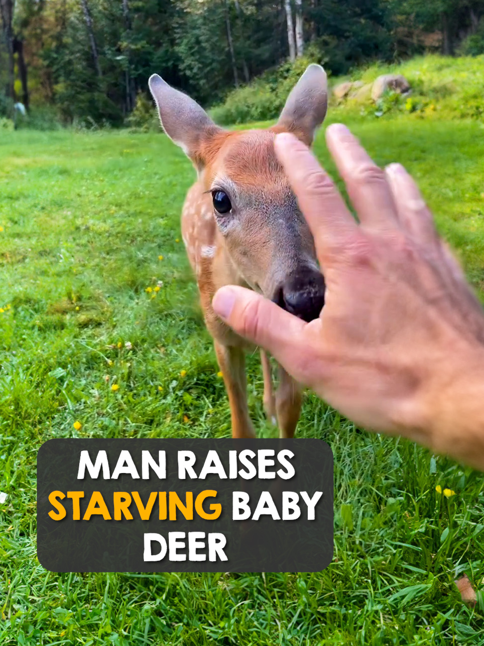 Man raises baby deer in living room. Thank you @jeffletendre for rescuing this amazing creature <3  #weloveanimals #animals #animalsoftiktok #deer #deertiktok #doe #babydeer #babyanimal #animalrescue #rescueanimal #heartwarming #animallover #animal