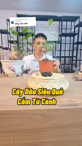 Trả lời @hoagio985  Đúng Là Sống Vào Mắt Thật bạn À ##trongcay #kichre #kichmam #caydauqua #camcanhrare #nutrirootmax #nutrik #nutrin #annam #namxelan90 