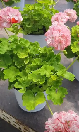 Giống phong lữ thảo tuyệt đẹp  Hạt giống nay đã có trong giỏ hàng nha mn  #hatgionghoaphongluthao #gionghoaphongluthao #hoaphongluthao #phongluthao #hoaxacphao #hoatuydiep #hoatudang 