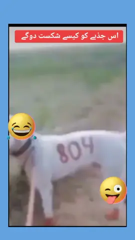 اس جذبے کو کیسے شکست دوگے #pakistan #imrankhan #قیدینمبر804 #armyforever #foryoupageofficiall #virlevideo #imrando #usa_tiktok #tiktok #news #tvshow 
