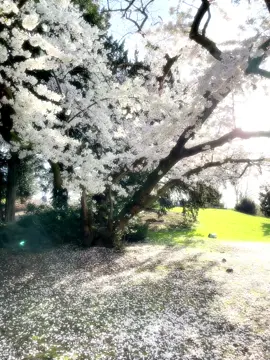 So pretty T^T #fyp #sakura #spring #cherryblossom #cute #aesthetic 