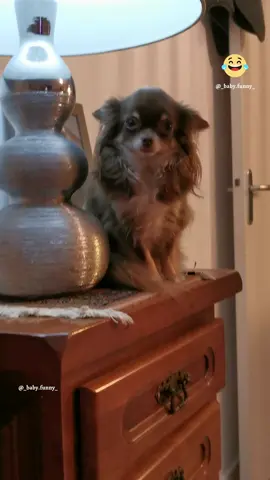 Quand tu cherches O'nyl 😂 #chihuahua #animals #dog #chien 
