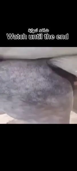 ثقافة كيفية تكاثر الحصان🐎 culture #fypシ゚viral #تصاميم 