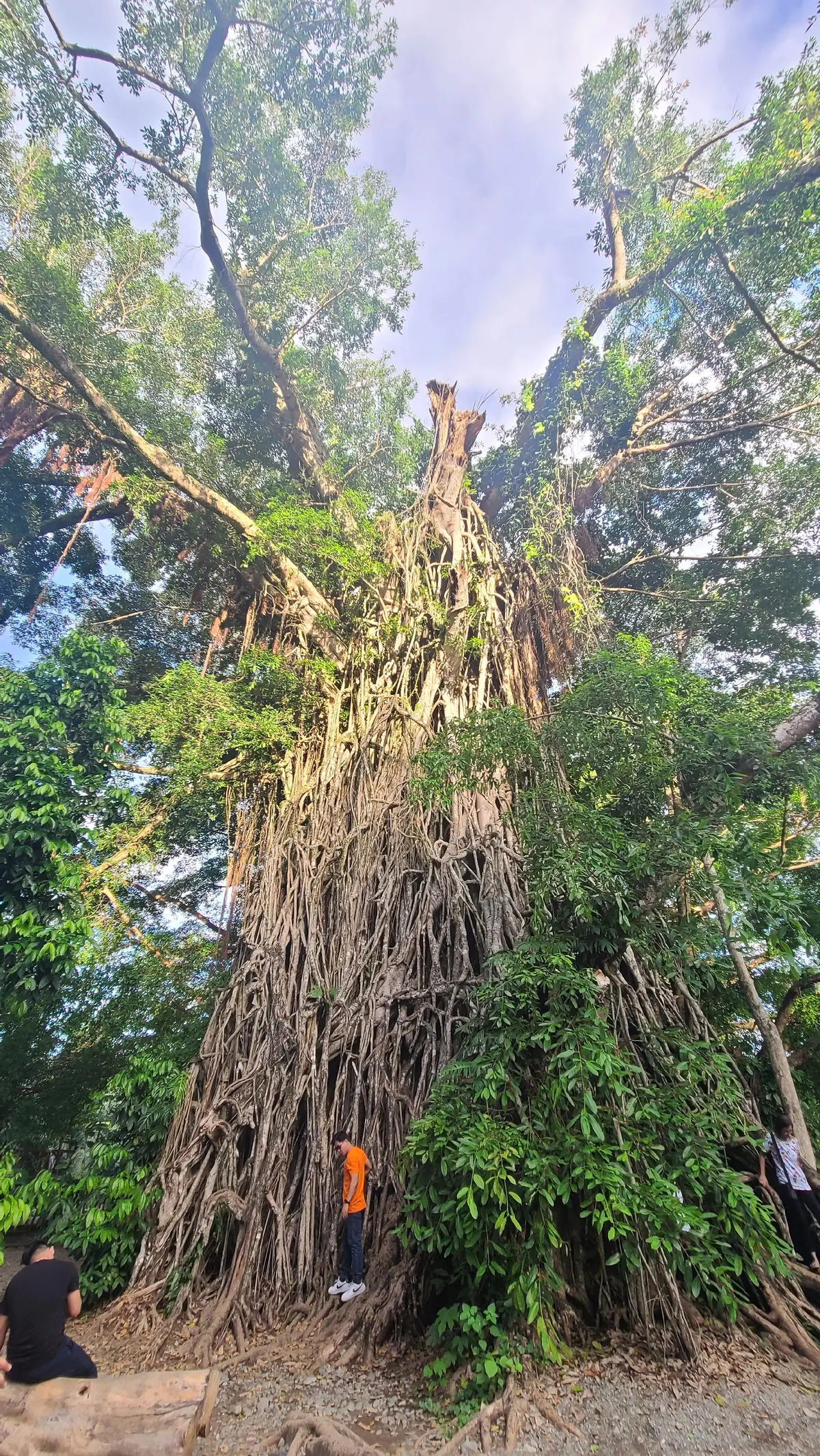 mellinium tree 🌳🌳🌳 #baler #baleraurora 