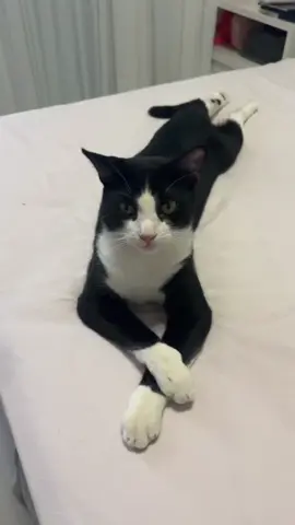 Ter um frajola é um evento #fyp #gato 