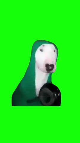Dog Hitting Pan | Green Screen #meme #dog #dogmeme #petty #pettylevels #dogs #puppy #memes #fyp #passiveaggressive 