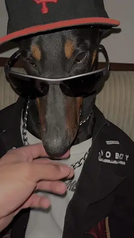 New jacket unlocked 🔥🔥 #dogtok #viral #foryourpage #drip #dripcheck #dogwearingclothes 