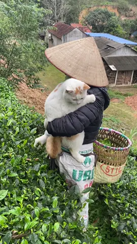 Câu chuyện về quê ăn tết  tại một diễn biến khác Thanh niên thầu hết tất cả thịt gà tết của gia đình, lại rất thích theo mẹ đi làm rồi đòi bế Mỏi ngang #mèo #meow #cat #xuhuong #tiktok #meme 