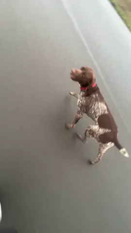 Trying to teach luca to run next to me without a lease. #run #dogsoftiktok #gsp #gsppointer #germanshorthairedpointer #birddog #bestfriend 