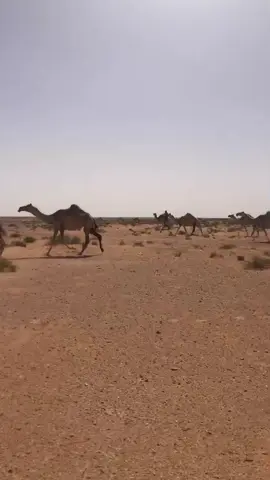 #عطايا_الله🐪 #الابل_الوضح 