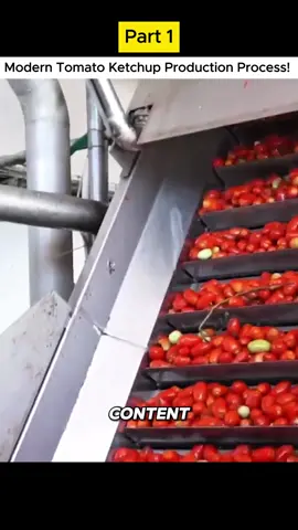 Part 1 | From Field to Bottle | Modern Tomato Ketchup Production Process Revealed! 🍅🍅  #TomatoKetchup #FoodProcessing #HarvestingTechnology #ModernProcessing #FoodIndustry #FactoryInsights #FoodTech #ProductionProcess #HarvestingSeason #TomatoHarvest 