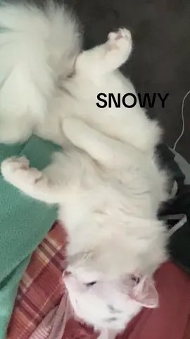 Snowy, my 4th gift from God! #tiktok #karen #catsoftiktok #cats #Love #amor #pet #mascotas #rescue #gato #foreverhome #Dios #regalo #gift #happy #white #life #vida #fluffy 
