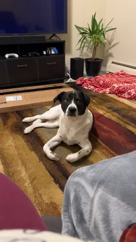 Put me in coach #rocky #fighter #doggo #dogsoftiktok #dogsoftiktokviral 