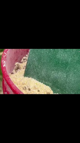 #creatorsearchinsights #animalfarm #farmanimals #farmwife #thisfarmwifelife #contentcreator #foryou #farmlife #farming 