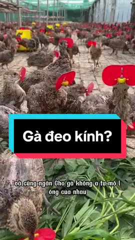 Tại sao người nông dân lại đeo kính cho gà? #deokinhchoga #channuoi #channuoiga #manganchoga #manganchongboi 